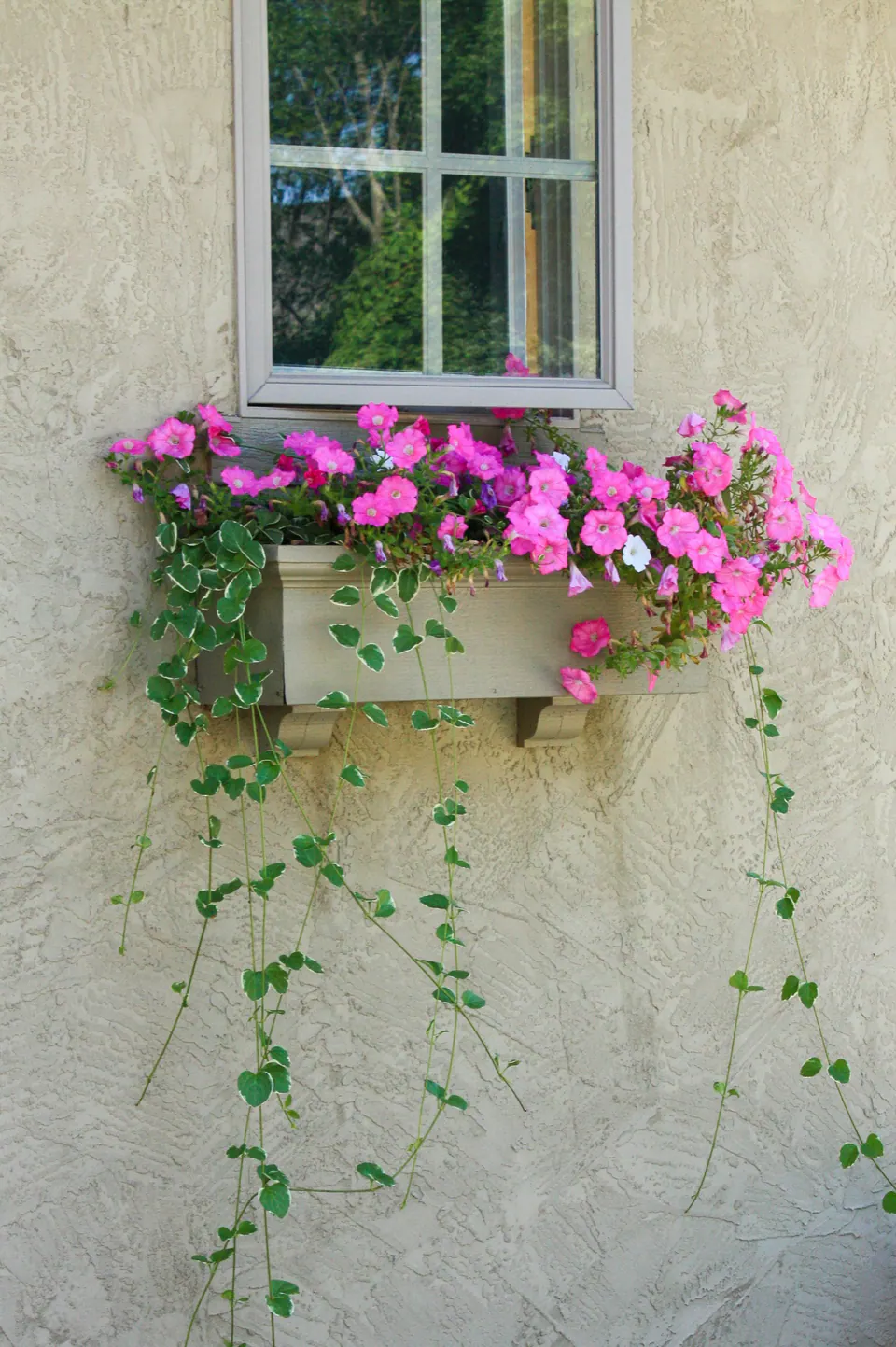 Window box with pink petunias and trailing variegated vinca vine mounted below a house window